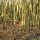 Les u zámku Kozel